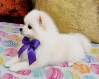 Frosty, a male Pomeranian for sale in Phoenix, AZ – 6 of 10