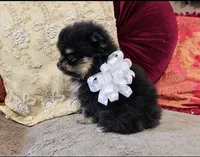 Pandas White bow Boy 1, a male Pomeranian for sale in Phoenix, AZ – 4 of 10