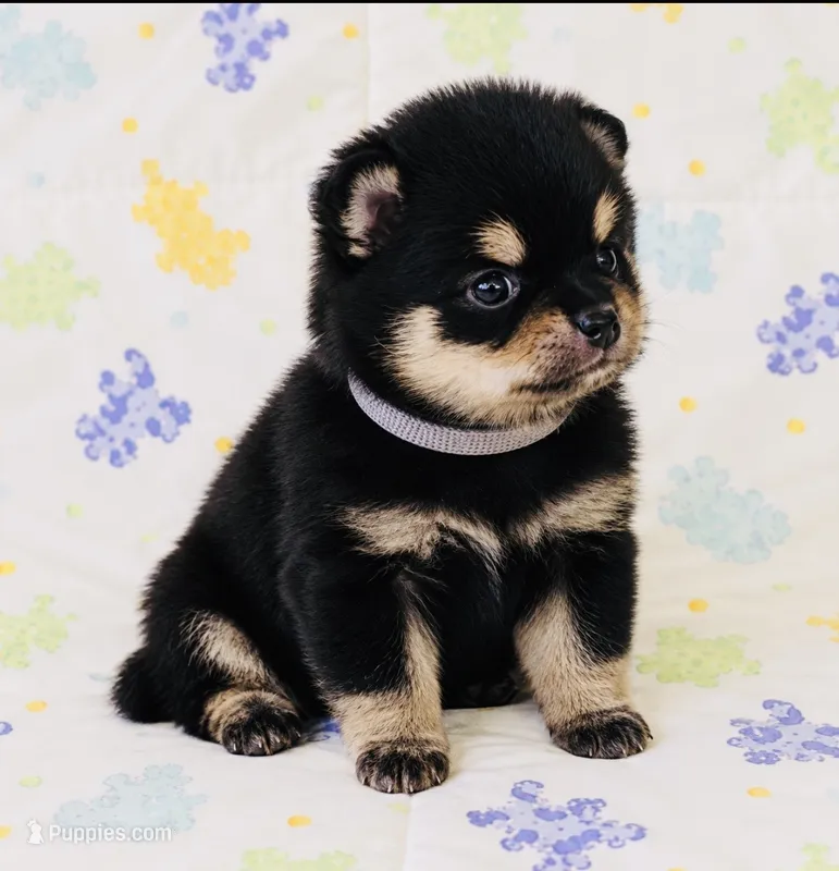 Pandas Boy2 Grey – Pomeranian puppy for sale in Phoenix, AZ