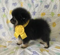 Diego, a male Pomeranian for sale in Phoenix, AZ – 2 of 8