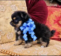 Godivas boy Blue, a male Pomeranian for sale in Phoenix, AZ – 4 of 10