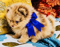 Mason, a male Pomeranian for sale in Phoenix, AZ – 5 of 8