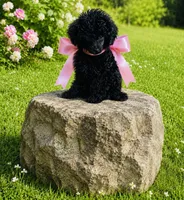 Ebony, a female Poodle - Toy  for sale in Phoenix, AZ – 5 of 10