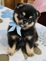 Ruger, a male Pomeranian for sale in Phoenix, AZ – 8 of 10