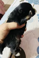 Ruger, a male Pomeranian for sale in Phoenix, AZ – 5 of 8
