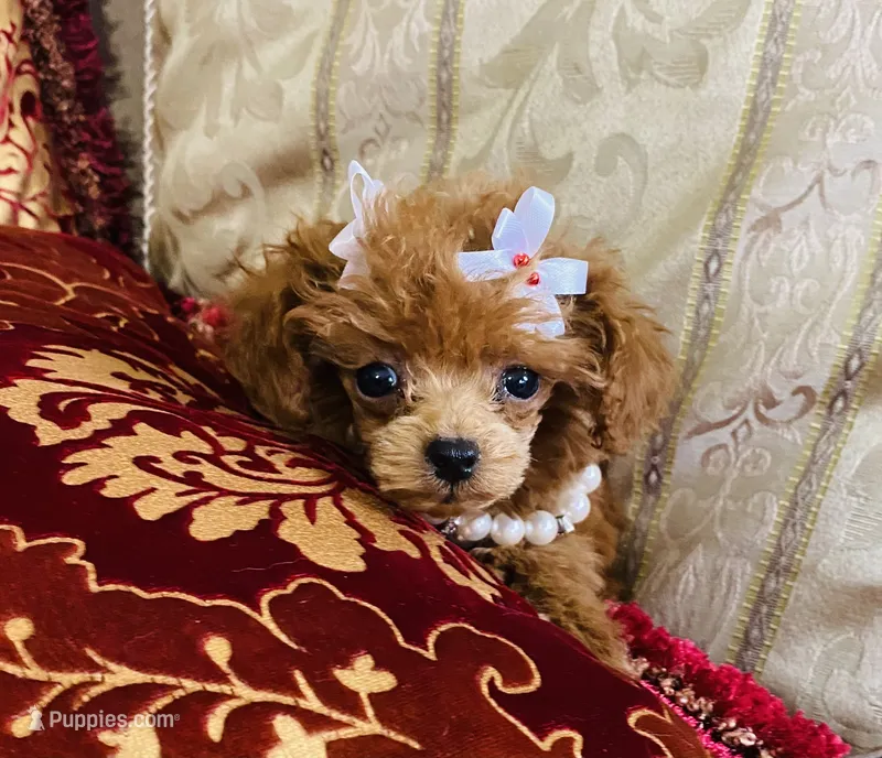 Big Red  – Poodle - Toy  puppy for sale in Phoenix, AZ