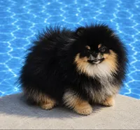 Pandas girl pink, a female Pomeranian for sale in Phoenix, AZ – 7 of 8