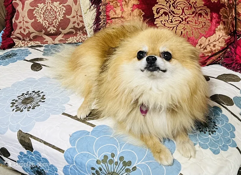 Gumdrop – Pomeranian puppy for sale in Phoenix, AZ