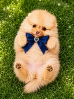 Butterscotch , a male Pomeranian for sale in Phoenix, AZ – 2 of 5