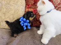 Godivas boy Blue, a male Pomeranian for sale in Phoenix, AZ – 8 of 10