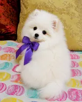 Frosty, a male Pomeranian for sale in Phoenix, AZ – 4 of 10