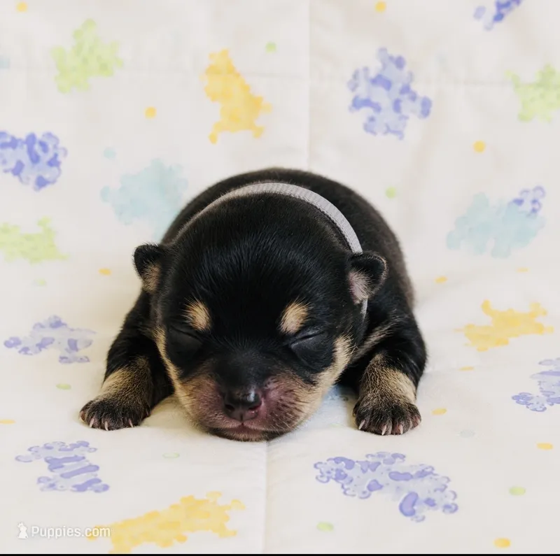 Pandas Boy2 Grey – Pomeranian puppy for sale in Phoenix, AZ