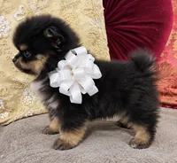 Pandas White bow Boy 1, a male Pomeranian for sale in Phoenix, AZ – 6 of 10