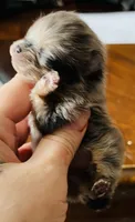 Penelope , a female Pomeranian for sale in Phoenix, AZ – 2 of 10