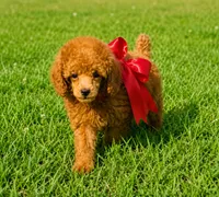Big Red , a female Poodle - Toy  for sale in Phoenix, AZ – 1 of 8