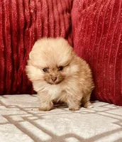Butterscotch , a male Pomeranian for sale in Phoenix, AZ – 7 of 10
