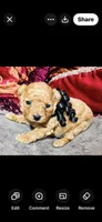 Dallas, a male Poodle - Toy  for sale in Phoenix, AZ – 6 of 10