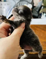 Theodore, a male Pomeranian for sale in Phoenix, AZ – 4 of 7