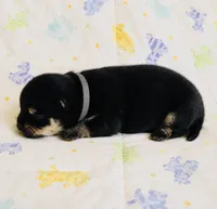 Pandas Boy2 Grey, a male Pomeranian for sale in Phoenix, AZ – 3 of 8
