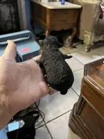 Coal, a male Poodle - Toy  for sale in Phoenix, AZ – Photo 3 of 10