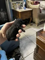 Coal, a male Poodle - Toy  for sale in Phoenix, AZ – Photo 6 of 10