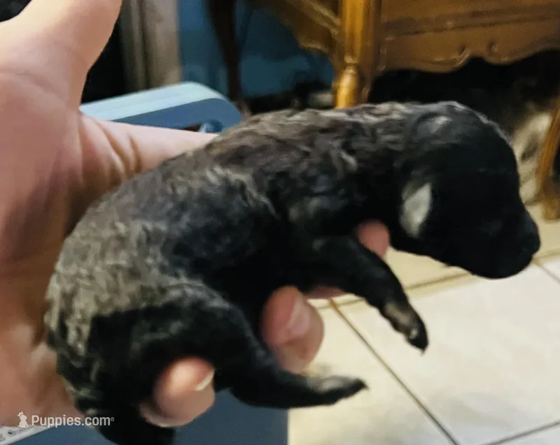 Coal – Poodle - Toy  puppy for sale in Phoenix, AZ