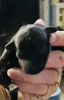 Coal, a male Poodle - Toy  for sale in Phoenix, AZ – Photo 2 of 10