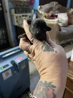 Coal, a male Poodle - Toy  for sale in Phoenix, AZ – Photo 5 of 10