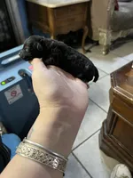 Coal, a male Poodle - Toy  for sale in Phoenix, AZ – Photo 8 of 10