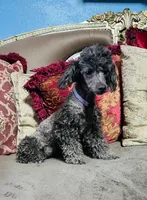 Coal, a male Poodle - Toy  for sale in Phoenix, AZ – Photo 10 of 10