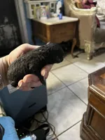 Coal, a male Poodle - Toy  for sale in Phoenix, AZ – Photo 7 of 10