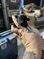 Coal, a male Poodle - Toy  for sale in Phoenix, AZ – Photo 4 of 10