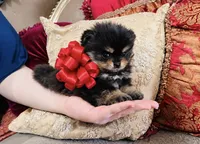 Godivas girl Red, a female Pomeranian for sale in Phoenix, AZ – 4 of 9