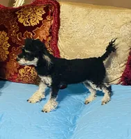 Opal , a female Poodle - Toy  for sale in Phoenix, AZ – 2 of 2