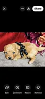 Dallas, a male Poodle - Toy  for sale in Phoenix, AZ – 7 of 10
