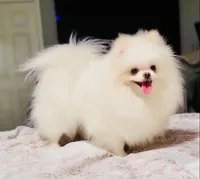 Frosty, a male Pomeranian for sale in Phoenix, AZ – 10 of 10