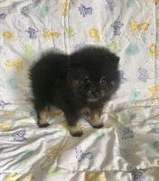 Diego, a male Pomeranian for sale in Phoenix, AZ – 4 of 10