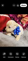 Theodore , a male Poodle - Toy  for sale in Phoenix, AZ – 7 of 9