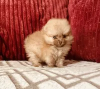 Butterscotch , a male Pomeranian for sale in Phoenix, AZ – 8 of 10