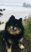 Willow, a female Pomeranian for sale in Phoenix, AZ – 4 of 4