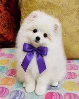 Frosty, a male Pomeranian for sale in Phoenix, AZ – 7 of 10