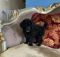 Tory, a female Poodle - Toy  for sale in Phoenix, AZ – 2 of 10