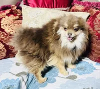 Brooklyn , a  Pomeranian for sale in Phoenix, AZ – 2 of 7