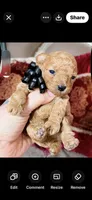 Dallas, a male Poodle - Toy  for sale in Phoenix, AZ – 1 of 10