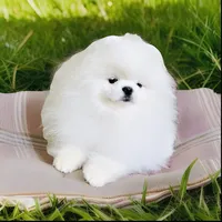 Lily, a female Pomeranian for sale in Phoenix, AZ – 9 of 10