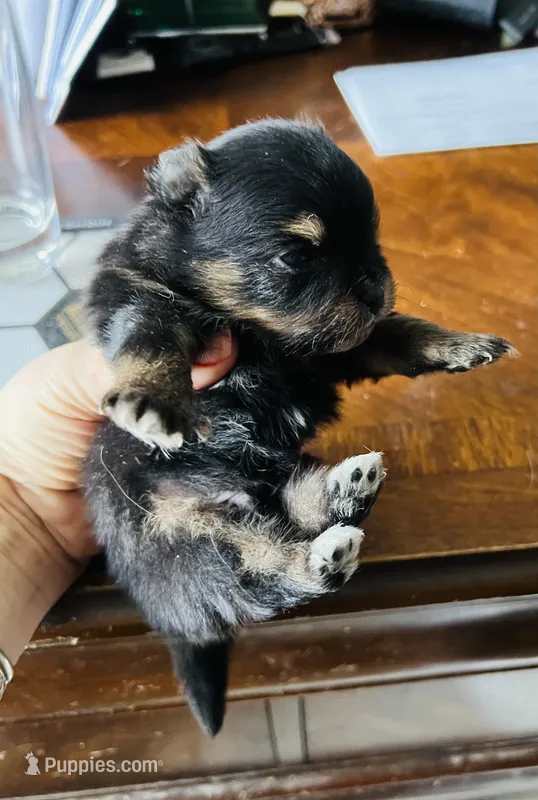 Ruger – Pomeranian puppy for sale in Phoenix, AZ
