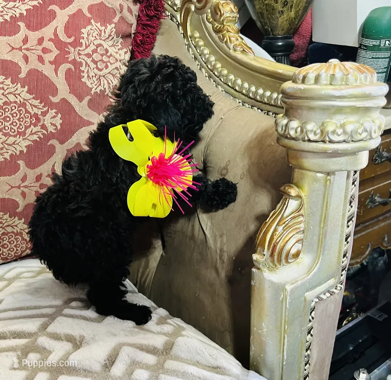 Tory – Poodle - Toy  puppy for sale in Phoenix, AZ