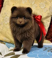 Jasmine , a female Pomeranian for sale in Phoenix, AZ – 4 of 10