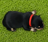 Willows girl, a female Pomeranian for sale in Phoenix, AZ – 7 of 9