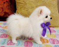 Frosty, a male Pomeranian for sale in Phoenix, AZ – 8 of 10